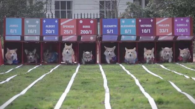 Balapan Anjing Corgi
