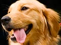 Fakta Tentang Anjing Golden Retriever