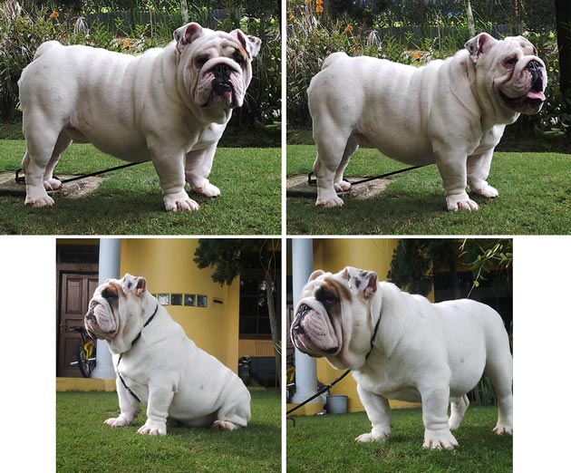 Pejantan English Bulldog : Radiohead 