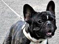 Anjing Pejantan French Bulldog : Mjolnir Nebe's Asterix