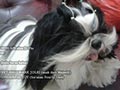 Anjing Pejantan Shih Tzu : Meland D Von Api