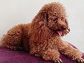 Pejantan Red Toy Poodle : Byfrod Von Ludwig