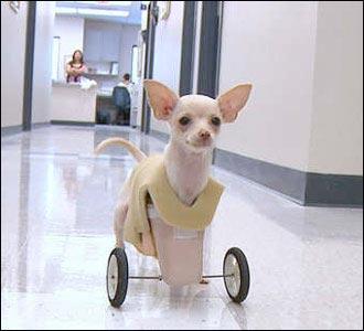 Chihuahua 2 Kaki Mendapat Kaki Roda