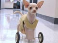 Chihuahua 2 Kaki Mendapat Kaki Roda