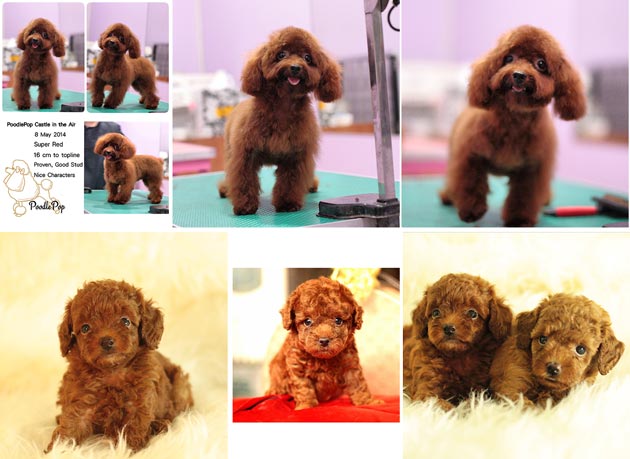 Pejantan Poodle : PoodlePop Castle in the Air 