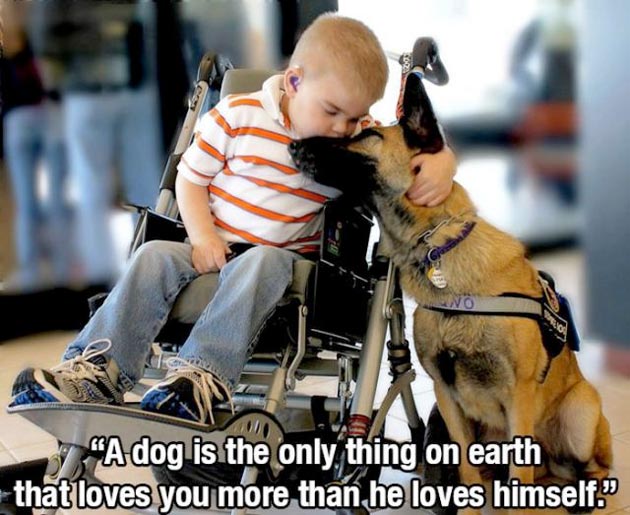 Anjing Dapat Meningkatkan Kekebalan Tubuh 