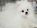 Pejantan Pom Snow White : New's Pomeranian Power