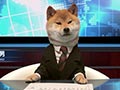 Shiba Inu Pembaca Berita