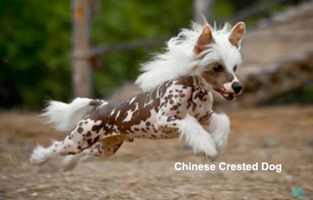 Fakta Tentang Bulu Rontok Pada Anjing