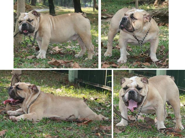 Pejantan English Bulldog : Arron Von Khuai Lo