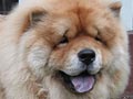 Pejantan Chow Chow : Bili Von Coil