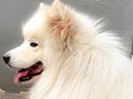Anjing Pejantan Samoyed : Rafeni's Alfa
