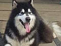 Pejantan Alaskan Malamute : Ken Dai Von Crown