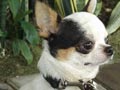 Pejantan Chihuahua : Tory von New Citra