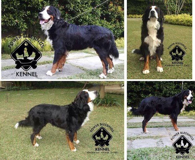 Pejantan Bernese Mountain Dog : Tony