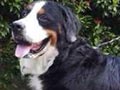 Pejantan Bernese Mountain Dog : Tony