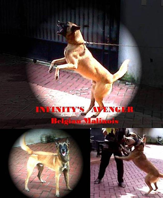 Pejantan Malinois - Infinity�s Avenger (+Video)