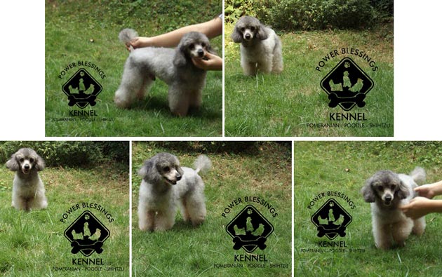 Pejantan Silver Toy Poodle : Pink Lady Marcell 