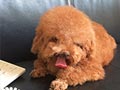 Pejantan Red Poodle : Anais (Thailand)