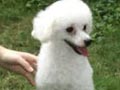 Pejantan Snow White Toy Poodle : Paborsky