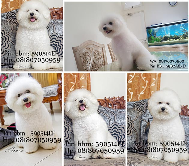 Pejantan Bichon Frise : Bravo Cherry Von Golden Sun
