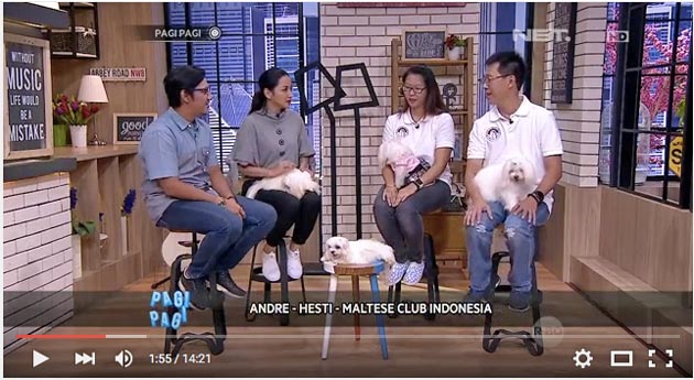 Cara Merawat Maltese Bersama Club Maltese