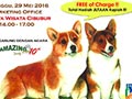 Corgi Lovers Gathering @Kota Wisata Cibubur