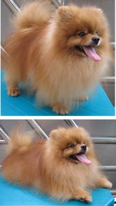 Q.Bambino Von Lombrozo