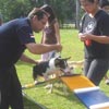 Liputan Weekend Training K9 Kennel (Foto+Video)