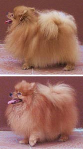 Wandy Von Lambrozo ( Milky )