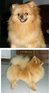 Fourty One Mighty Afhorodite