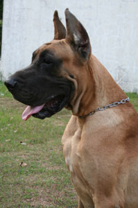 Athena's Hermes Of Wagadog