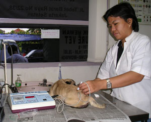 Terapi Akupuntur Sebagai Terapi Alternatif Pada Anjing