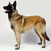 Pembentukan Indonesia Belgian Shepherd Club
