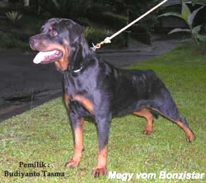 Anjing Rottweiller