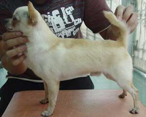 INA.CH.Cardinal Lucky Star