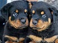 Tips Membeli Anakan Anjing Rottweiler