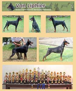 Von Liphier Dobermann Kennel