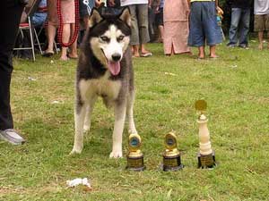 Adolfo Kendrew Von Call The Wild