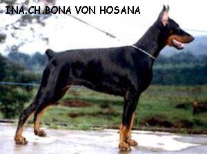 Dobermann Von Hosana