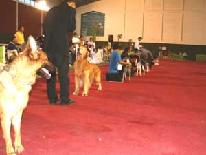 Liputan Pameran All Breed & Karya Guna Perkin Jabar