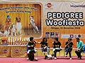 Pedigree Woofiesta, Pesta Anjing Penutup Tahun Yang Seru !