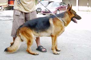 Jumbo Von Cafilo SchH1