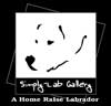 Simply-Gallery Labrador Retriever