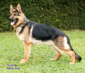 Quiro Vom Baruther Land