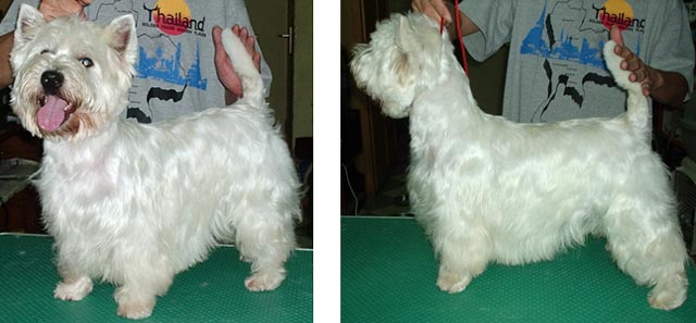 Elvis von Muellers Meute