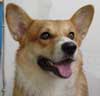 Pembroke Welsh Corgi