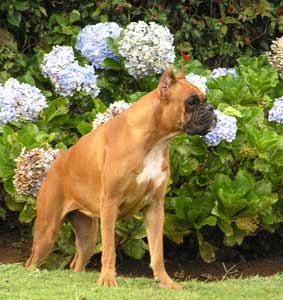 Leader Of The Pack Kennel