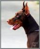 RCA Dobermann Kennel