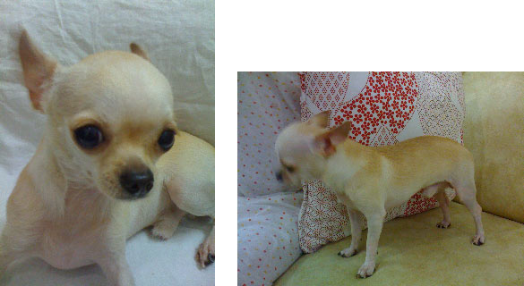 Zoom Transformer Jet Warrior